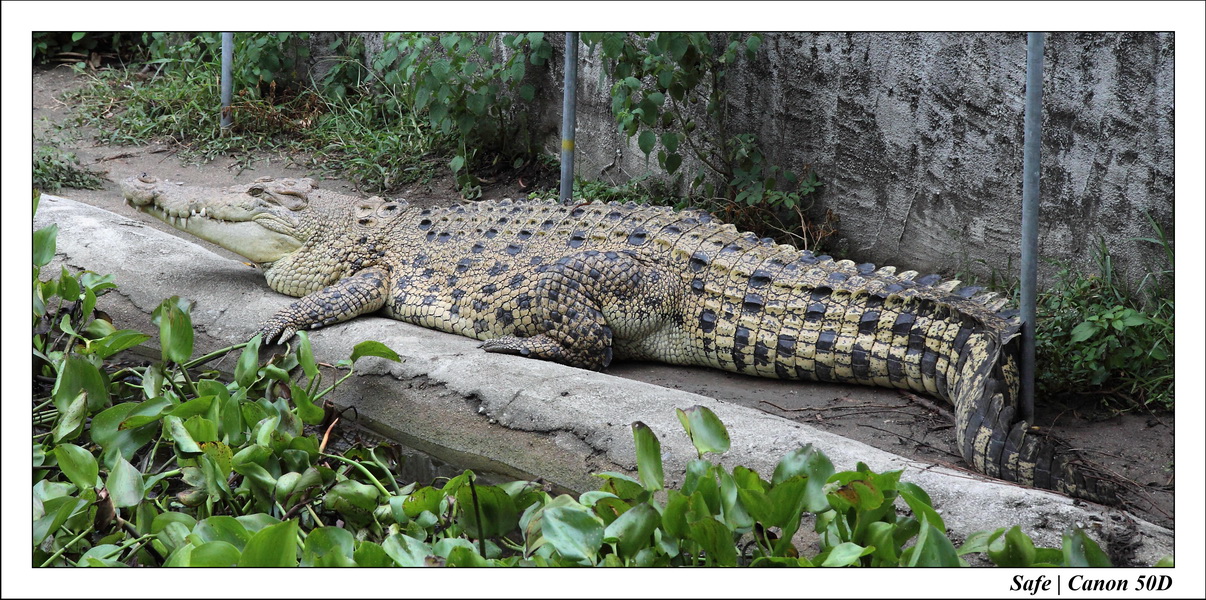 2009   08   Kho samui 09
